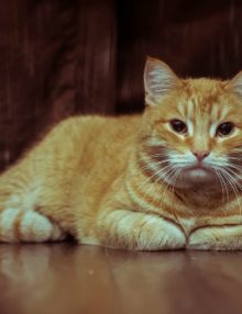 علاج الديدان في القطط وطرق الوقاية منها