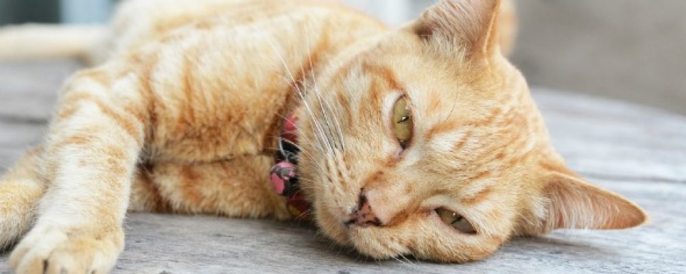 أعراض فيروس كورونا عند القطط (ملف شامل)
