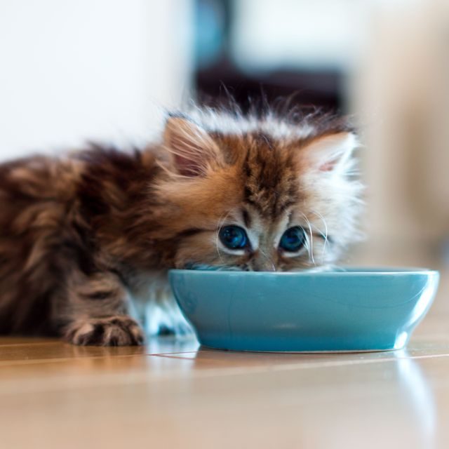 7 وصفات لتحضير طعام القطط المنزلية