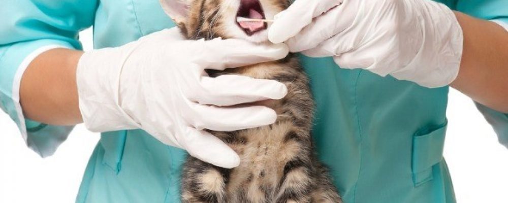9 أعراض تدل على التهاب اللثة عند القطط وطرق علاجه