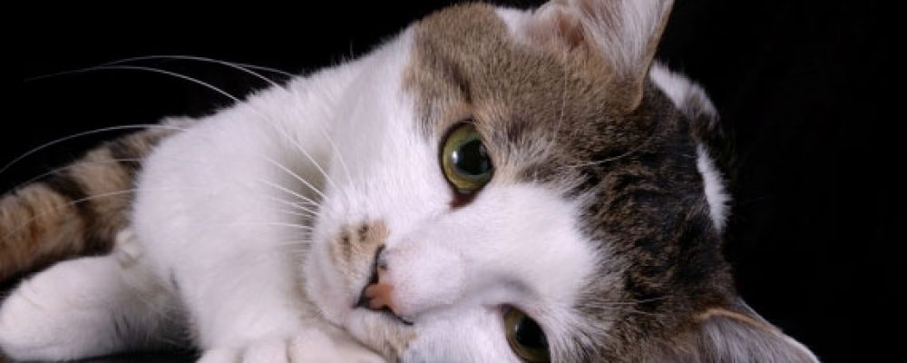 9 علامات تدل أن قطتك مصابة بمرض السكر