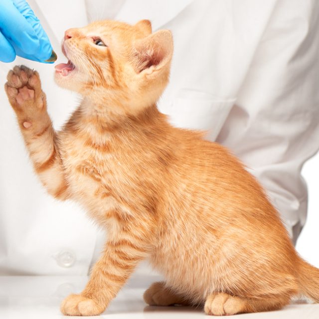 كيفية اعطاء الدواء للقطط