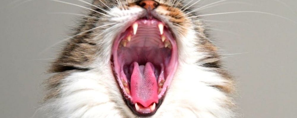 كيف تواجه تسوس الاسنان عند قطتك ؟