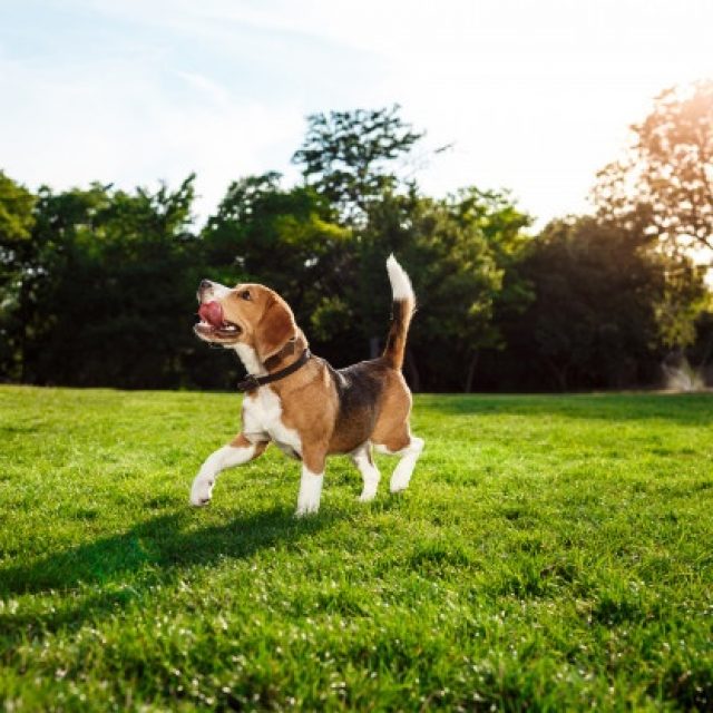 معلومات عن حساسية الاعشاب عند الكلاب