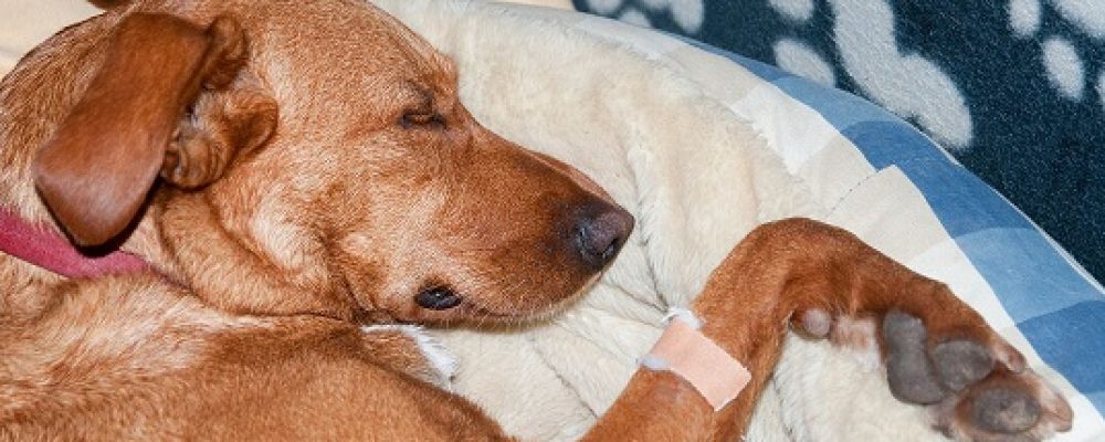 خلل التنسج الكلوى عند الكلاب وعلاجه