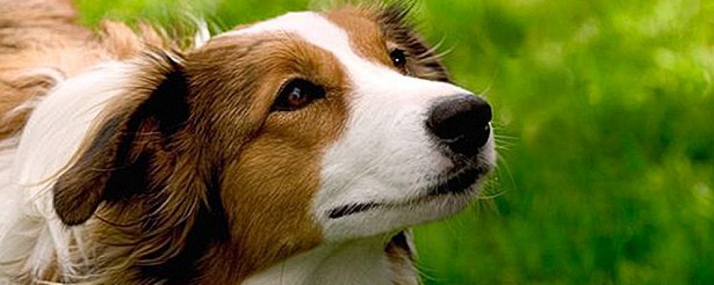 جراحة الحنجرة عند الكلاب وخطورتها
