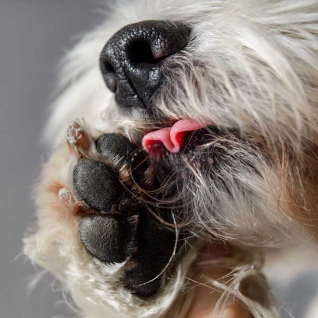 امراض الجلد الناتجة عن فرط اللعق عند الكلاب