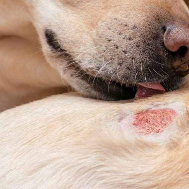 الطفح الجلدى عند الكلاب “مقال شامل”