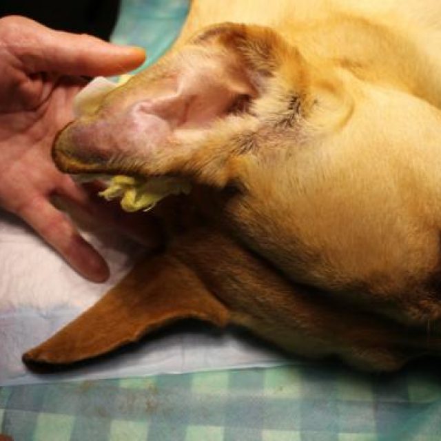 التورم الدموى فى الاذن عند الكلاب “الهيماتوما”