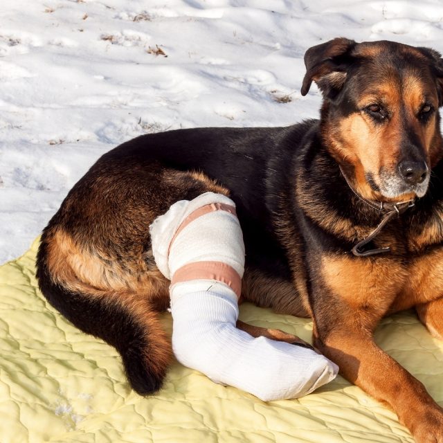 كسر الساق عند الكلاب .. التشخيص والعلاج