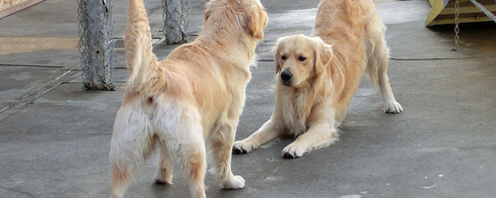 علامات السعادة في الكلاب: لماذا ينحني الكلب بساقيه الأماميتين؟