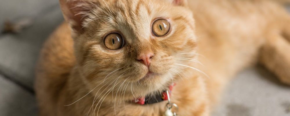 حساسية القطط من الطوق “حقائق مدهشة”