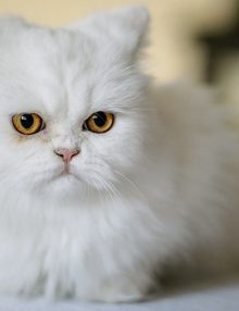 القطط الفارسية وسماتها الشخصية