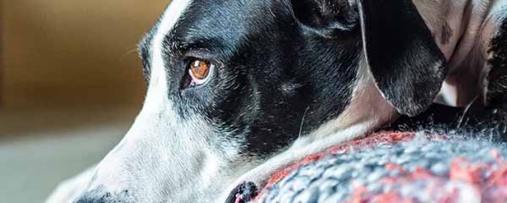علاج القئ عند الكلاب .. مشكلة خطيرة وعلاج بسيط