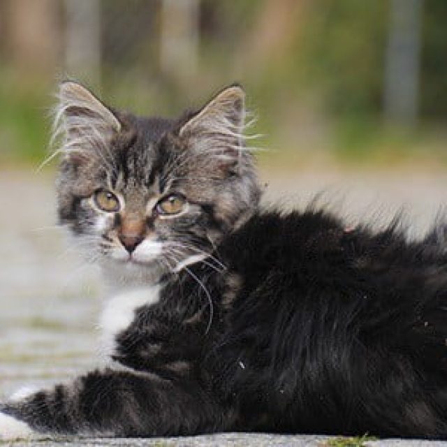 تسمم القطط بزهرو البيجونيا “مقال شامل”