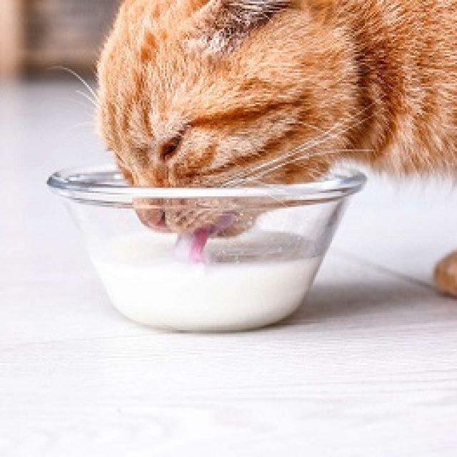 هل تسطتيع القطط شرب الحليب ؟
