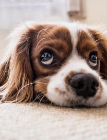 النوبات القلبية عند الكلاب وكيفية التعامل معها