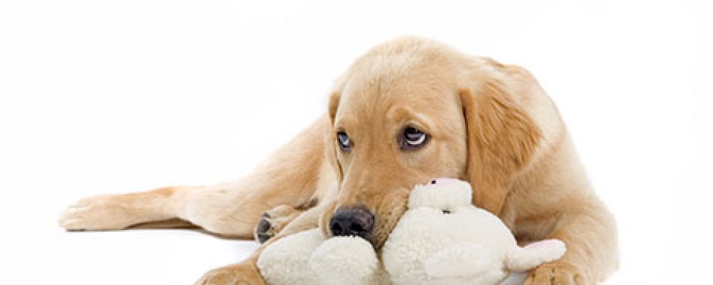 أعراض وعلاج الحمل الكاذب في الكلاب