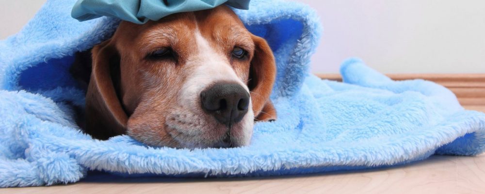 أنفلونزا الكلاب: أعراض نزلات البرد عند الكلاب وطرق العلاج