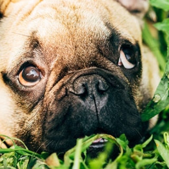 لماذا تأكل الكلاب العشب والحشائش