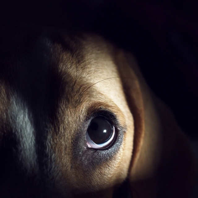 هل تستطيع الكلاب الرؤية في الظلام ؟ اعرف الاجابة