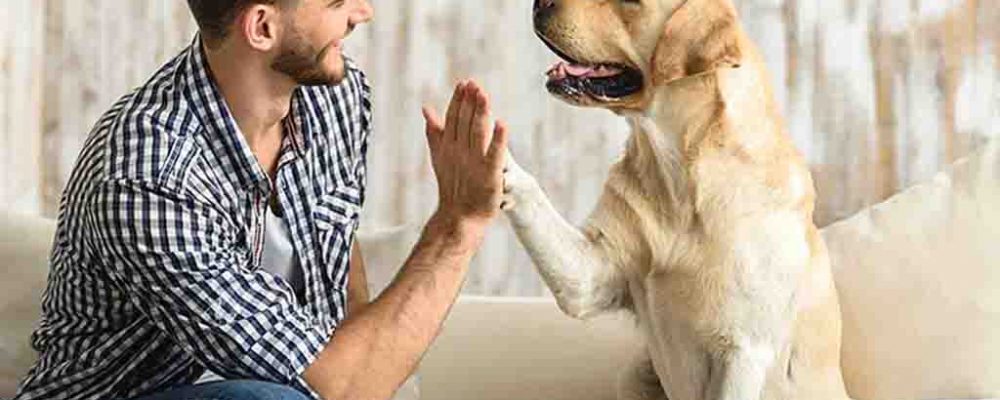 هل تشعر الكلاب بصاحبها ؟ 5 أشياء يستشعرها كلبك مبكرا !