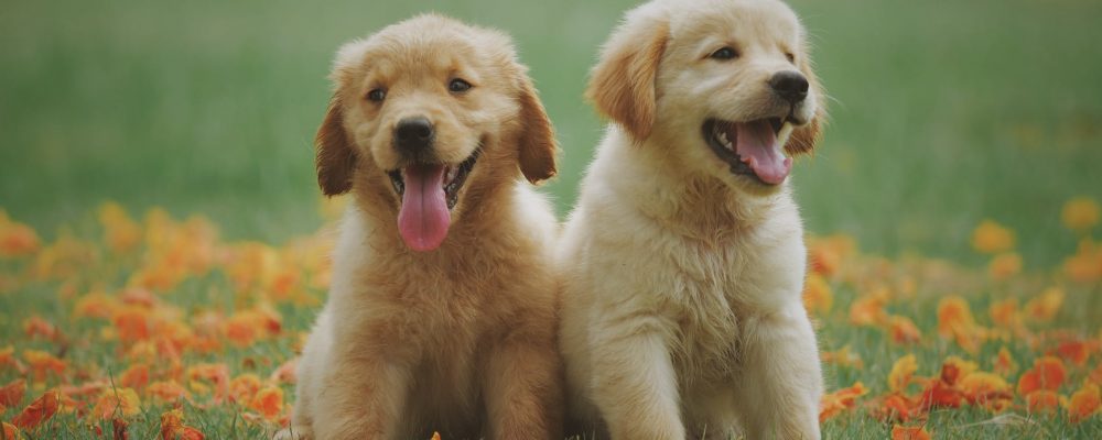 الضحك عند الكلاب “كل ماتريد معرفته”