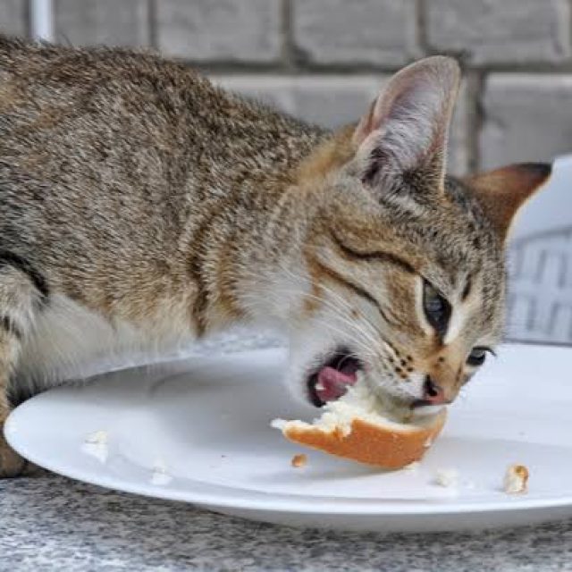 لا تختار اكل قطط رخيص ! .. كيف تختار الطعام المناسب لقطتك ؟