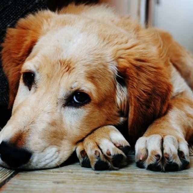 اضطراب مفصل الورك عند الكلاب.. وعلاجه