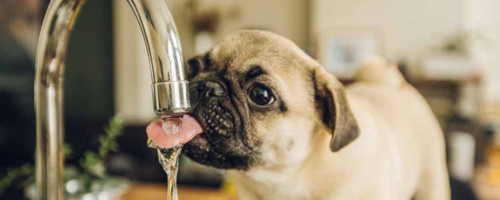 هل مياه الصنبور آمنه للحيوانات الأليفة ؟