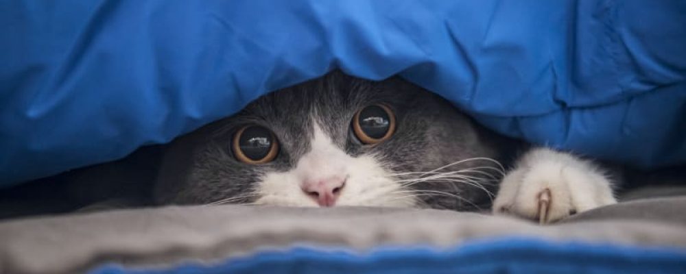 ما هوالطفيل المعوى عند القطط “Cryptosporidiosis” ؟