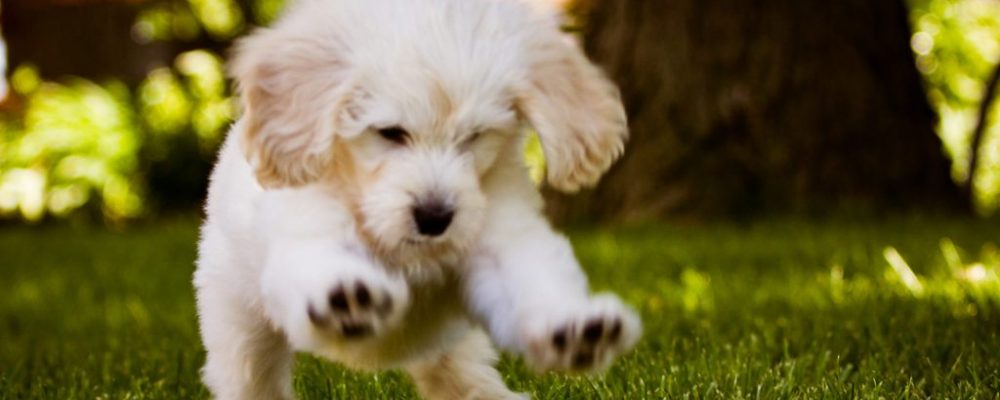 ما هو العلاج بالخلايا الجذعية عند الكلاب ؟