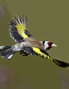 ما هي أنواع طائر الحسون وألونه
