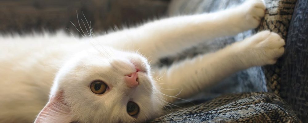 أسباب و علاج خدش القطط للأثاث