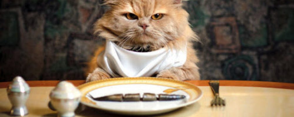 خمسة وصفات تساعدك في تحضير طعام القطط