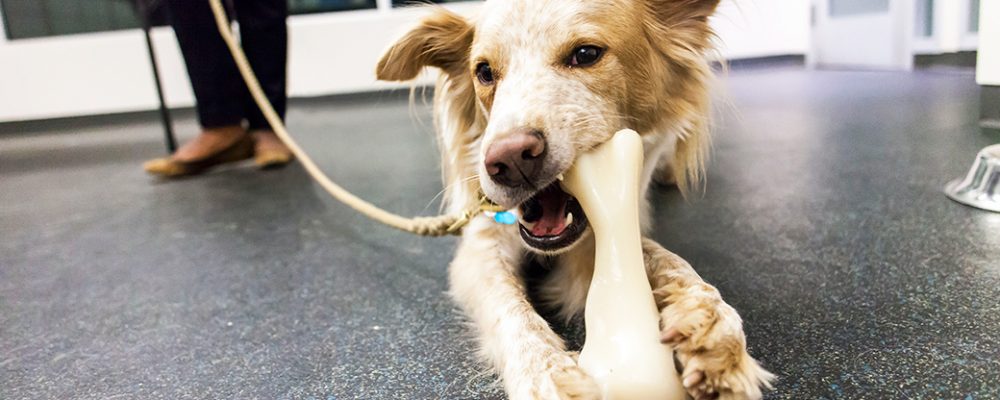 هل يسبب دراي فود الكلاب مشاكل الأسنان ؟