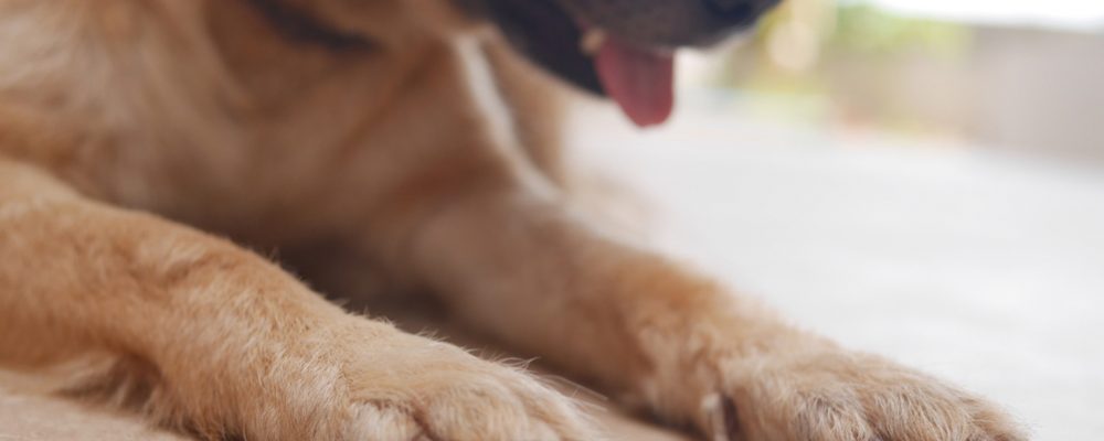 7 مشاكل شائعة تحدث في مخالب الكلاب