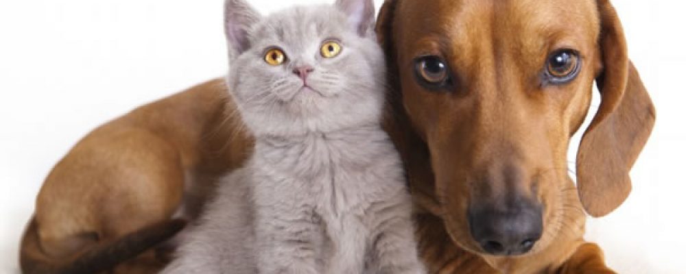 6 نصائح تساعد على التخلص من قشرة الرأس في القطط والكلاب