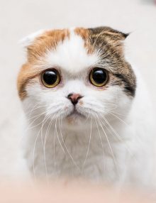 كيف يبدو عدم الاتزان عند القطط ؟