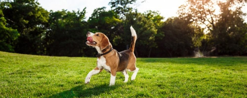 معلومات عن حساسية الاعشاب عند الكلاب