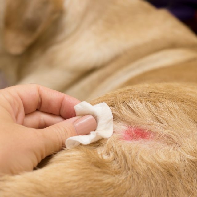 ماهى تقرحات الجلد عند الكلاب وكيف يمكن علاجها؟