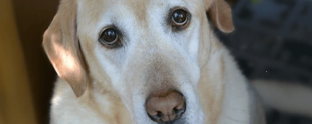 علاج العيون الدامعة عند الكلاب