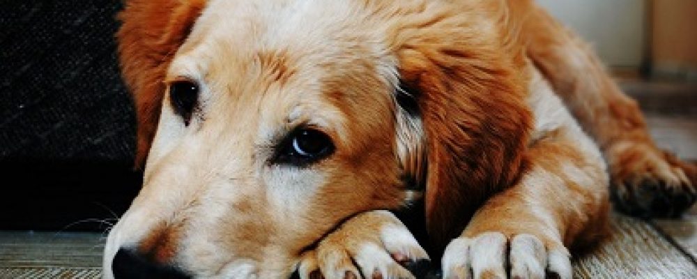 تأثير خلل الزنك فى جسم الكلب