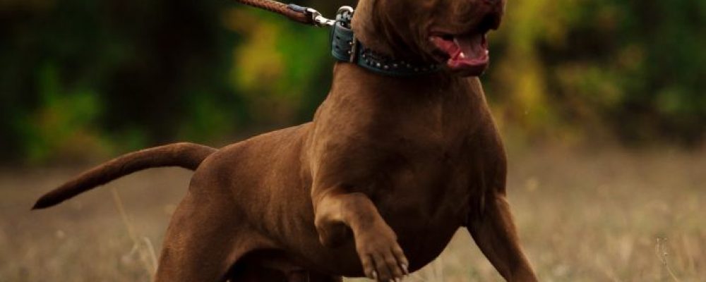 العلاج الطبيعى للنوبات عند الكلاب “هل سمعت عنه من قبل”