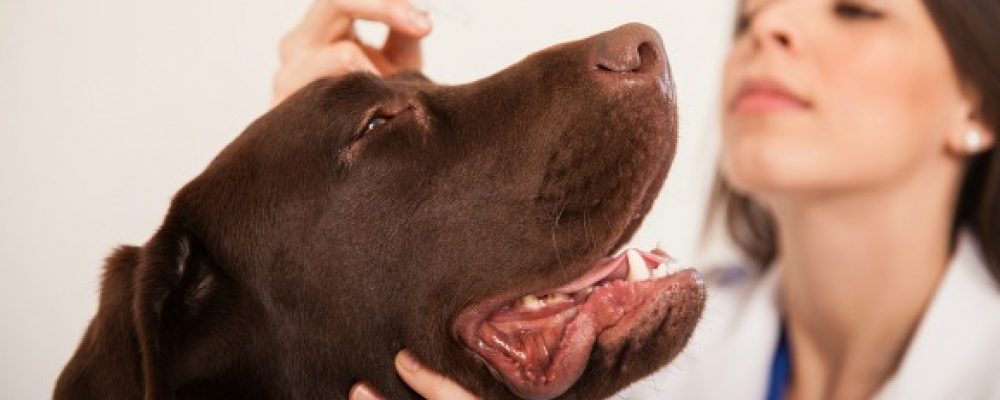 8 من أمراض عيون الكلاب الشائعة .. احذر منها