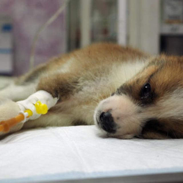 علاج الغدة الدرقية باليود المشع عند الكلاب “ملف كامل”