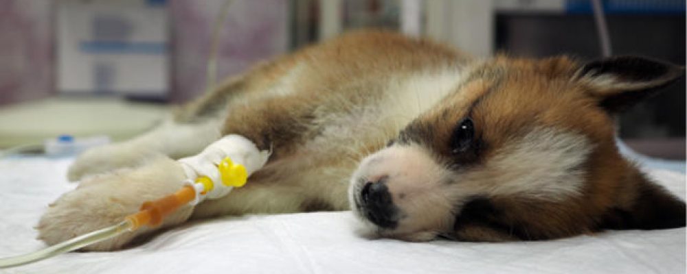 علاج الغدة الدرقية باليود المشع عند الكلاب “ملف كامل”