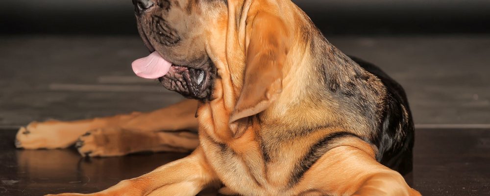 إلتهاب الفم عند الكلاب : تقرحات الأنسجة واللثة في الكلب