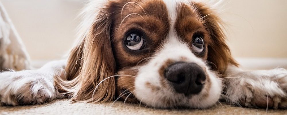 النوبات القلبية عند الكلاب وكيفية التعامل معها