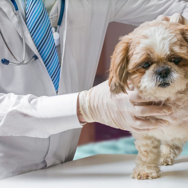 أمراض الكبد عند الكلاب